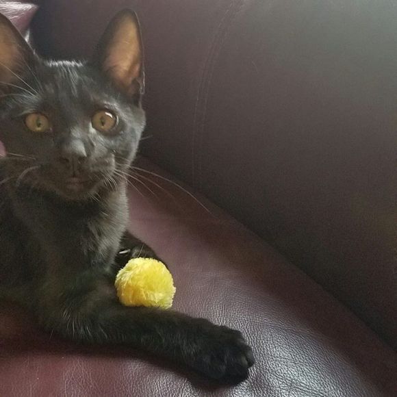 Fashion's Talk Cat Toys Furry Rattle Ball for Kitty 6 Pack - Picture 6 of 6